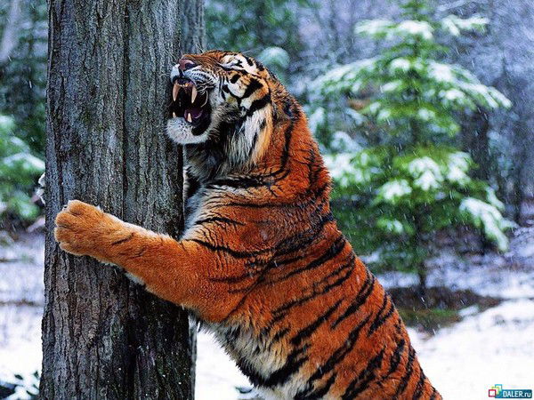 Тимерлан Еулоев