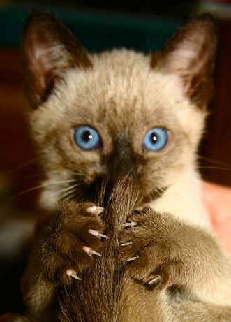 Аня Борашева