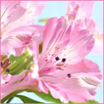 Эльвира Закирова