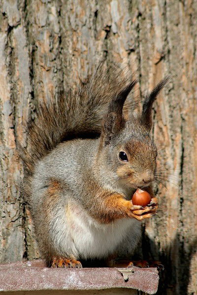 Ору_Же Йник