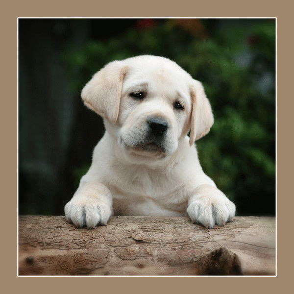 Неонила Гордецкая