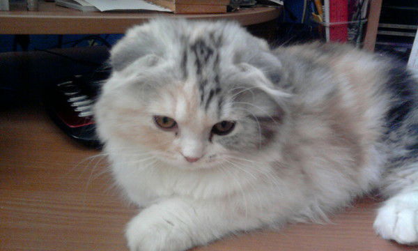 Елена Смирнова