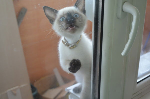 Леонид Титов