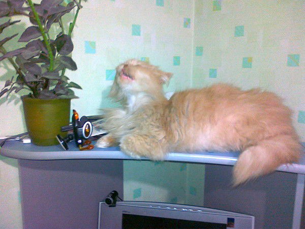 Сергей Чабанов