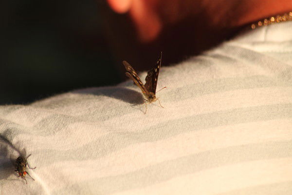 Игорь Скорик