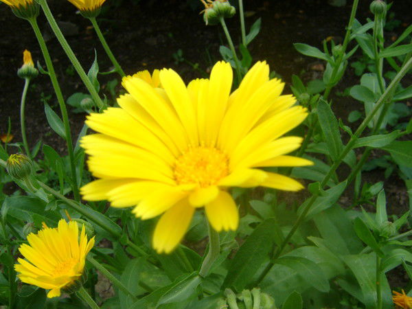 Светлана Морозова