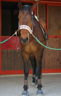 Элли Добрякова