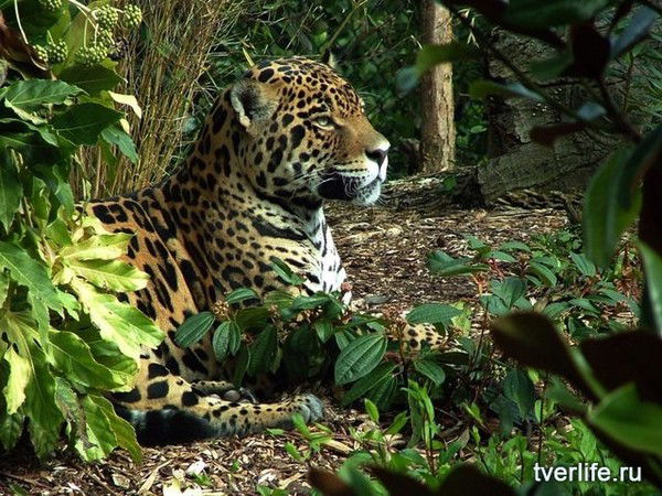 Валя Иванова