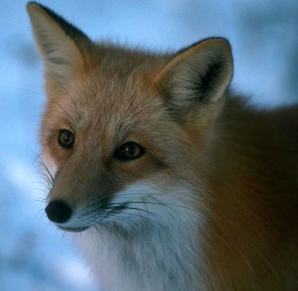 Елена Салий (Зайцева)