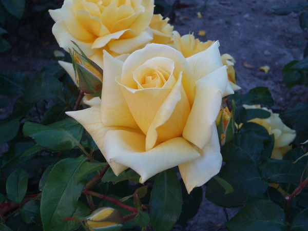 Светлана Похила