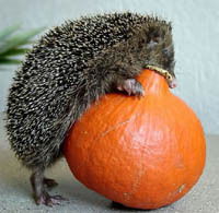 Светлана Селиверстова