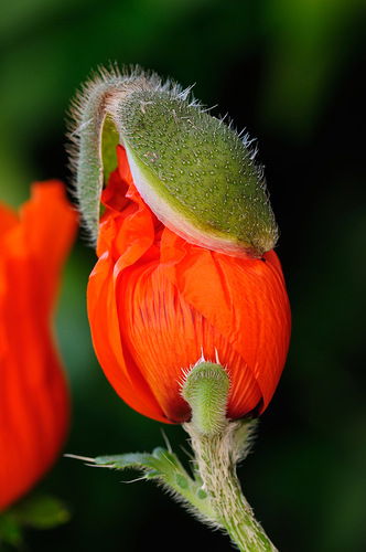 Галина Сафонова