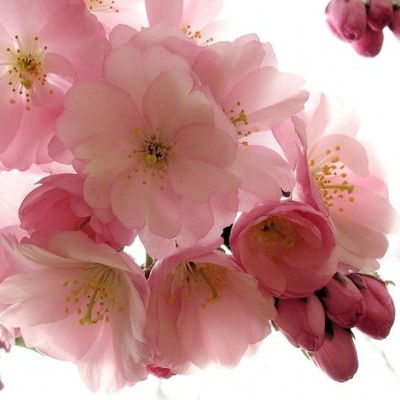 Флюза Мингатина