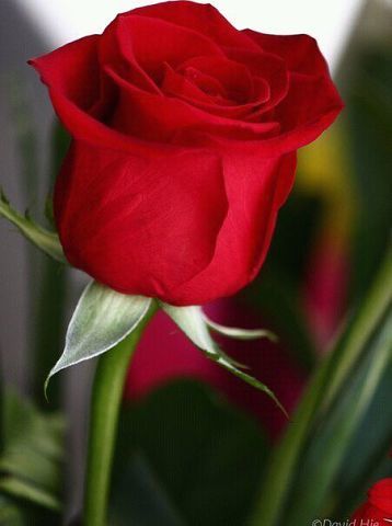 Марина Куклина