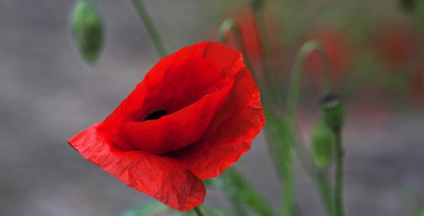 Ирина Муста