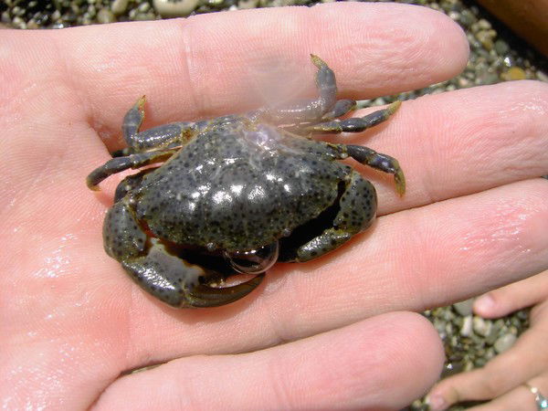 Александр Xaxa