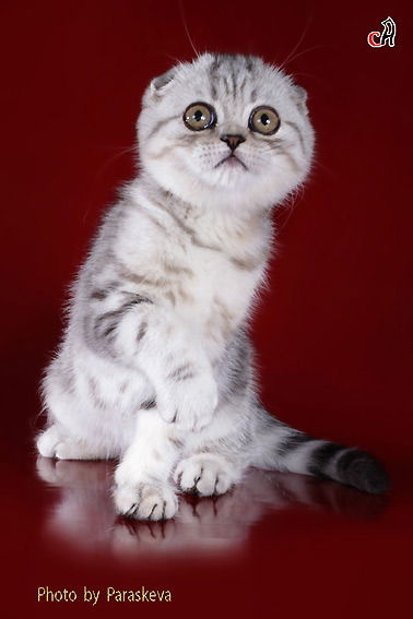 Марина Захарова