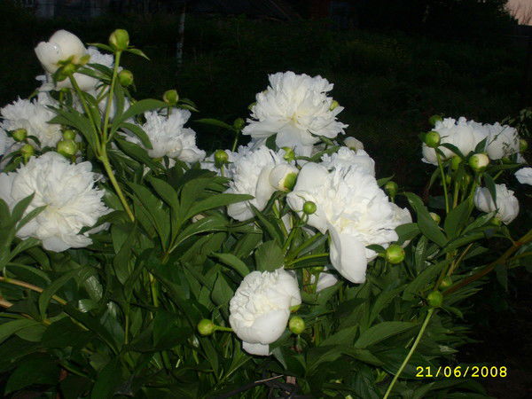 Алевтина Назарова