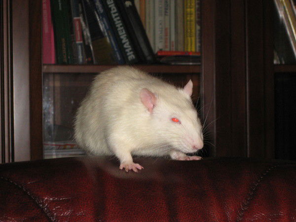 Саша Бореева