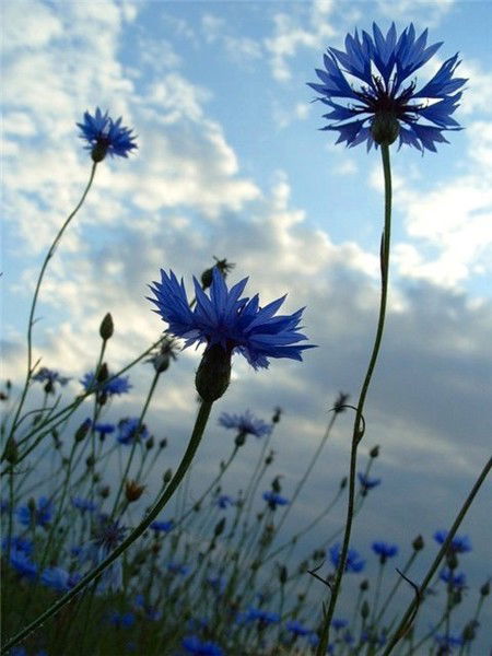 Ольга Князева