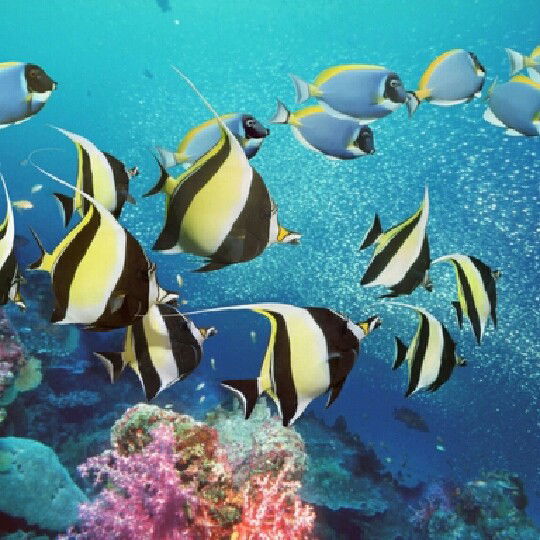 Елена Сергеевна