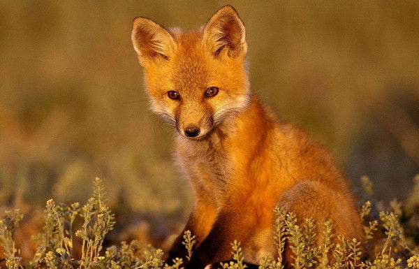 Сергей Пахомов