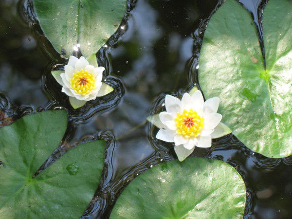 Надежда Якушевская