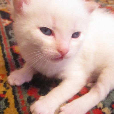 Анастасия Жирякова