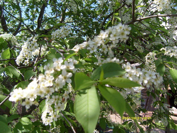 Giorgio Armani Гасанов