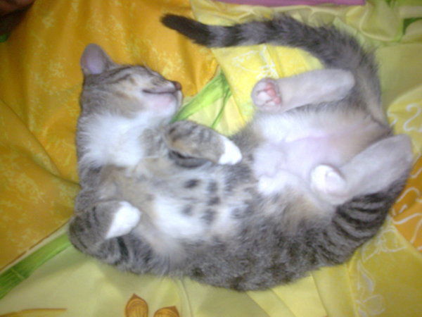 Евгения Чернышова