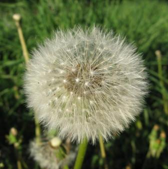 Сергей Шарапов