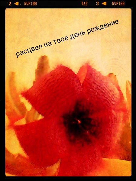 Роза Кокушова