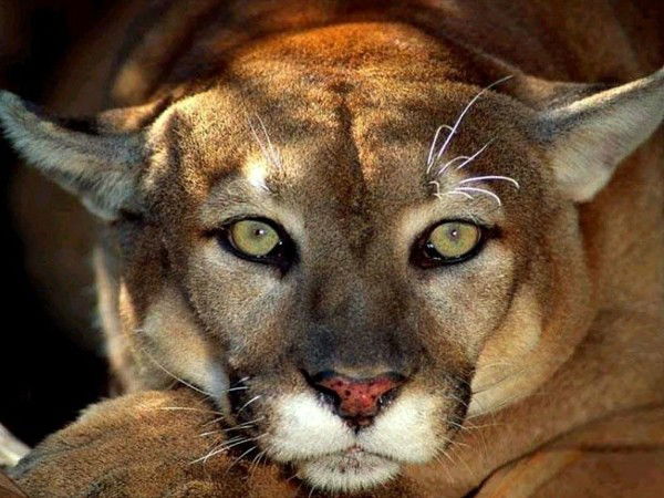 Анжелика Шевцова