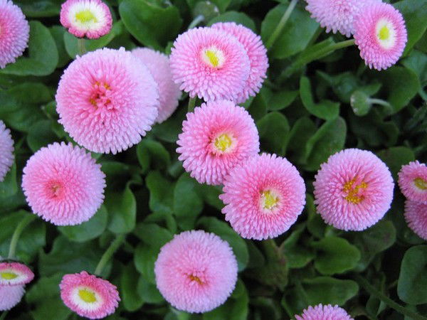 Маргарита Колесникова