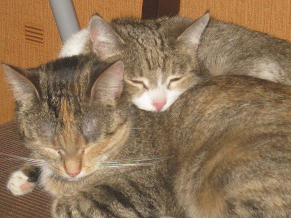 Владимир Бублик