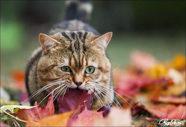 Майя Сайдалина