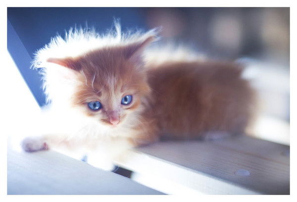 Косова Ирина