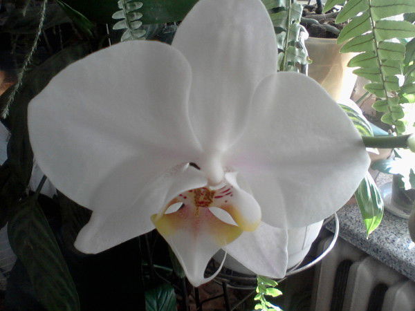 Татьяна Анатольевна