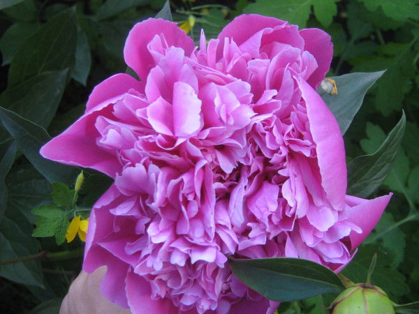 Венера Нуржанова