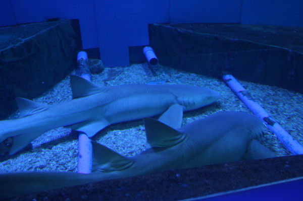 Ильяз Базаров