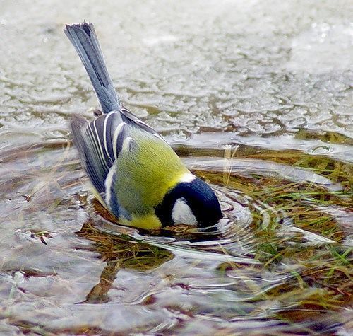 Людмила Шиханцова