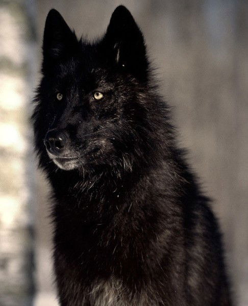 Саша Селиванова