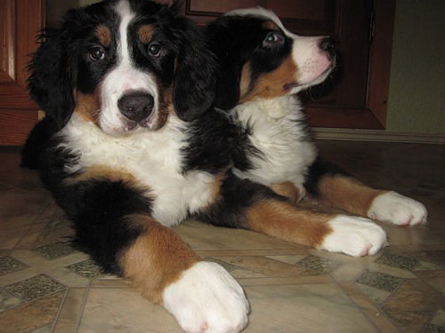 Ольга Амосова