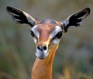 Елена Сыроежкина