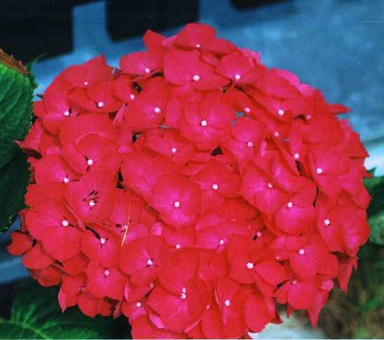 Генриетта Шубина