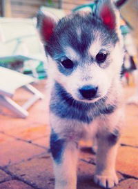 Лиза Ермолова