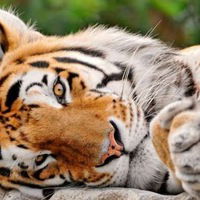 Татьяна Серякова