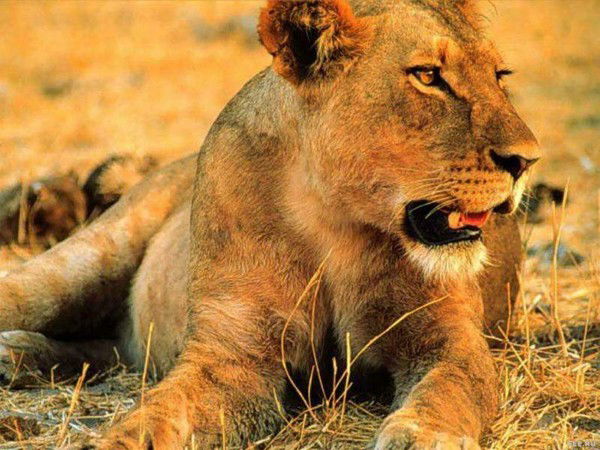 Светлана Шантарина