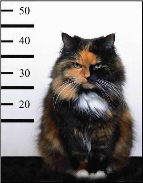 Виталий Тахтаулов