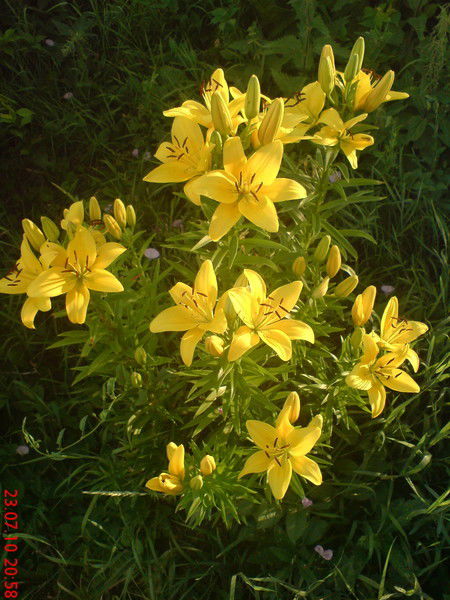 Ирина Подкина